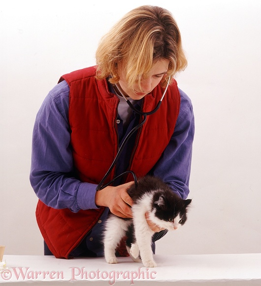 Vet examining black-and-white kitten before its first vaccination at 9 weeks old; listening to the heart with a stethoscope, white background