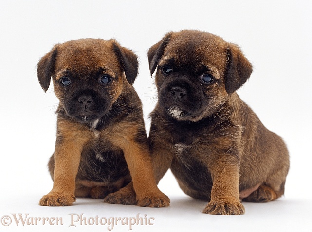 Two Border Terrier puppies, 5 weeks old, sitting together, white background