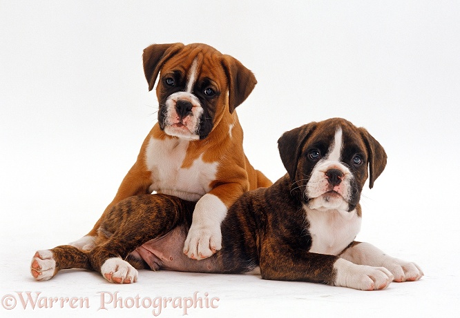 Red Boxer puppy, 8 weeks old, with his brindle half brother, 7 weeks old, white background