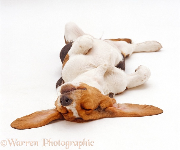 Basset Hound, sleeping upside down with ears spread, white background