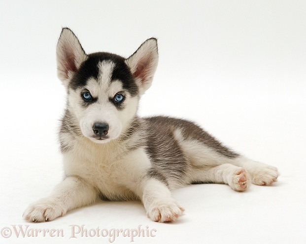 Blue-eyed Siberian Husky dog puppy, 6 weeks old, lying with his head up, white background