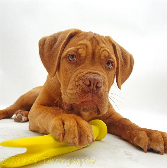 Dogue de Bordeaux dog puppy, 15 weeks old, lying down with paw on toy, white background