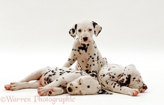 Three Dalmatian puppies, 6 weeks old, sitting and sleeping, white background