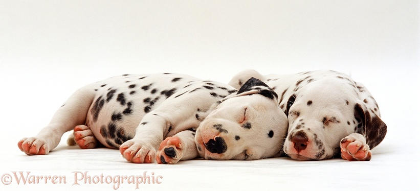 Two Dalmatian puppies, 6 week old, sleeping next to each other, white background