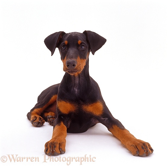 Doberman bitch puppy, 14 weeks old, lying down with head up, white background