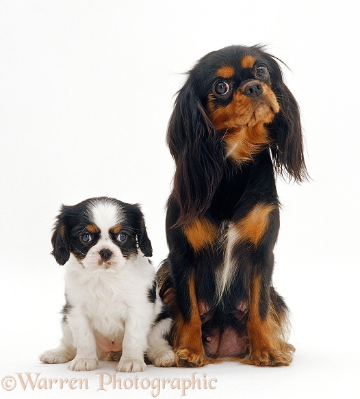 Black and tan Cavalier King Charles Spaniel sitting next to her tricolour puppy, white background