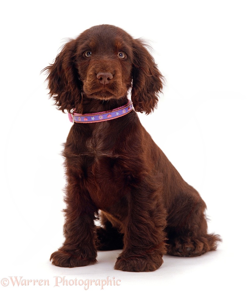 Chocolate Cocker Spaniel pup, Britney, 14 weeks old, white background