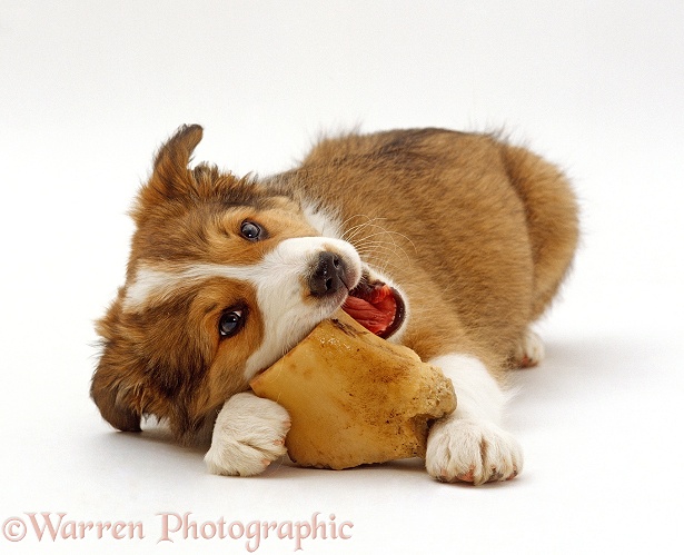 Sable Border Collie puppy, 9 weeks old, gnawing a large marrow bone, white background