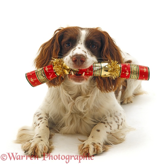 English Springer Spaniel dog, Rob, carrying a Christmas cracker, white background