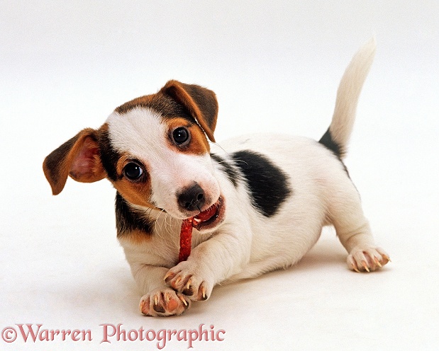 Jack Russell Terrier puppy, 9 weeks old, chewing on a chew-stick, white background