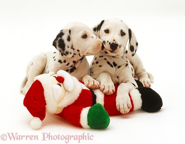 Two Dalmatian puppies playing with a toy Father Christmas, white background