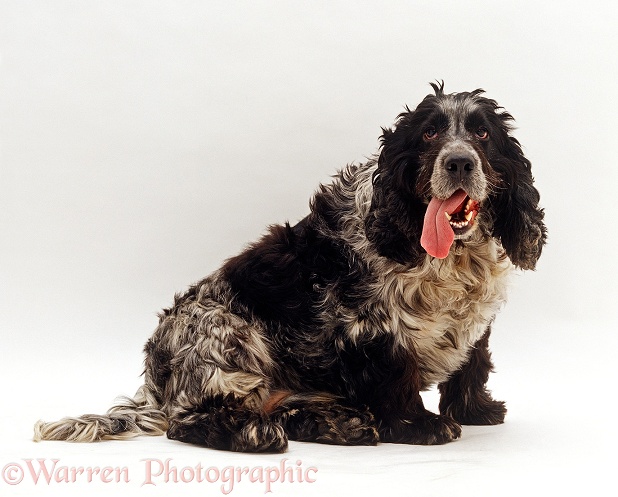 Very overweight Blue Roan English Cocker Spaniel dog panting with tongue hanging from the side of its mouth, white background