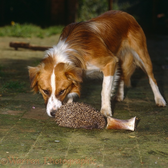 Young Hedgehog (Erinaceus europaeus) huffs and erects her spines when sniffed by Border Collie dog