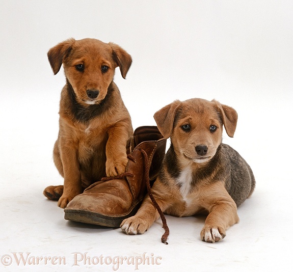 Two Lakeland Terrier x Border Collie puppies next to a brown shoe, white background