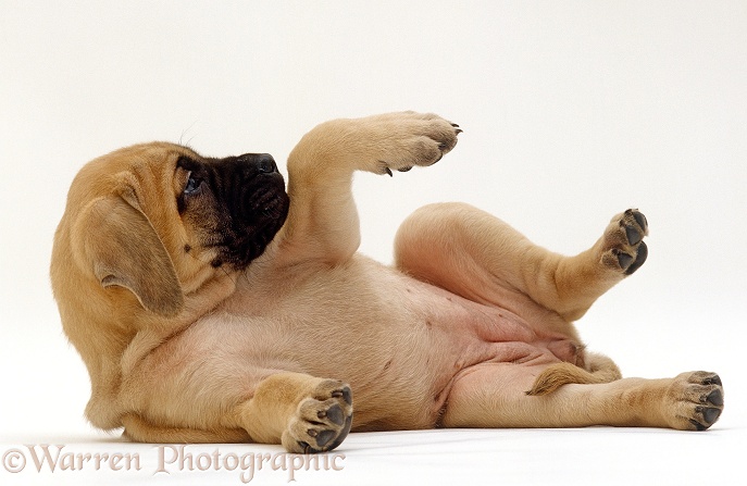 Mastiff puppy laying in submissive posture, white background