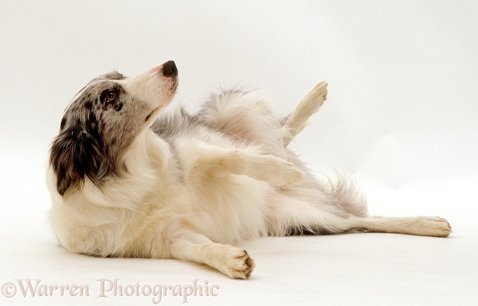 Blue Merle Border Collie rolling over in submissive display, white background