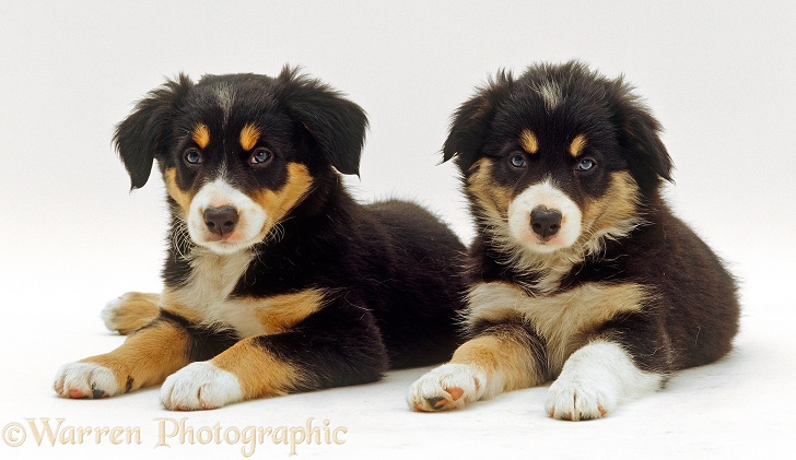 Two tricolour Border Collies puppies, 7 weeks old, laying down together, white background