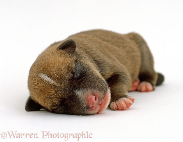 Lakeland Terrier x Border Collie puppy, 1 day old, sleeping portrait, white background