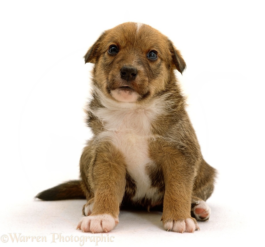 Lakeland Terrier x Border Collie puppy, 4 weeks old, white background