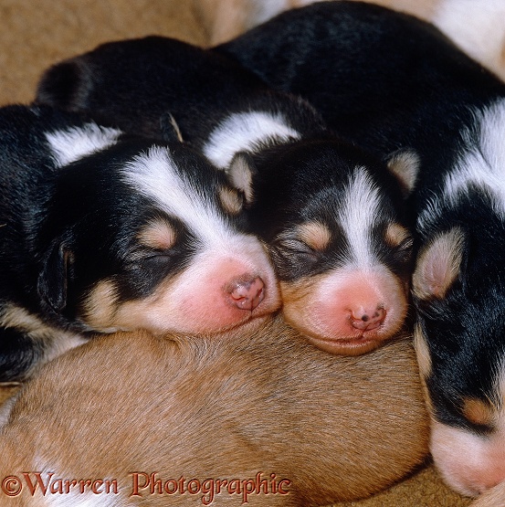 Sleeping Border Collie puppies, 9 days old, showing pigment freckles on nose