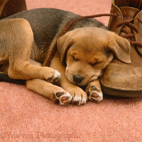 Lakeland Terrier x Border Collie puppy sleeping on top of a brown shoe