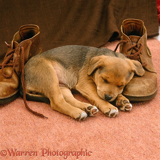Lakeland Terrier x Border Collie puppy sleeping next to pair of brown shoes