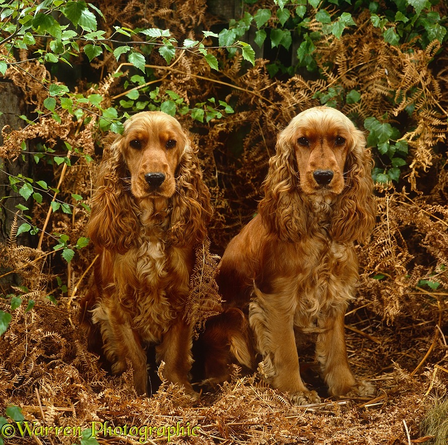 Golden Cocker Spaniels, 10 months old sisters