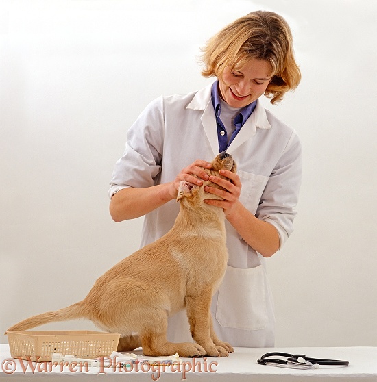 Vet examining Yellow Labrador Retriever puppy, 9 weeks old, before his primary vaccination, white background