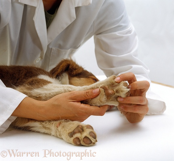 Vet examining front paw of Border Collie puppy, 12 weeks old, white background