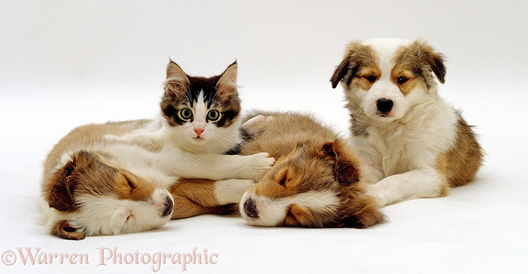 Tabby and white kitten with Sable Border Collie Pups, white background