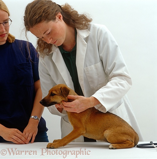 Vet checking neck glands of Patterdale x Jack Russell Terrier puppy, 8 weeks old, white background