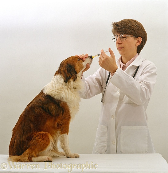 Vet Administering nasal vaccine for Kennel Cough to Border Collie bitch, Lark, white background