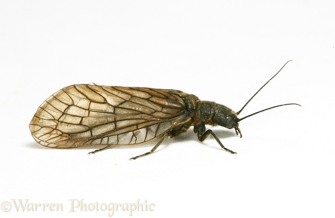Alder Fly (Sialis lutaria), white background
