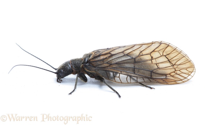 Alder Fly (Sialis lutaria), white background