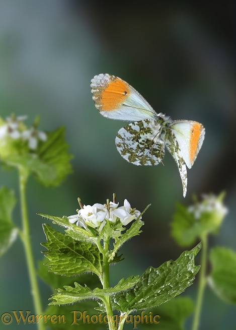 Orange-tip Butterfly (Anthocharis cardamines) Taking off from Garlic Mustard (Alliaria petiolata)