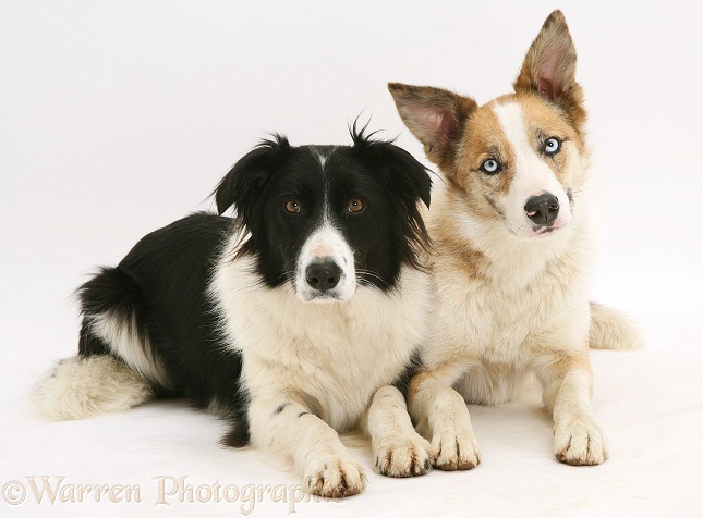 Red merle Border Collie, Zeb, with black-and-white Border Collie Phoebe, white background