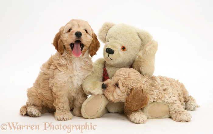 American Cockapoo puppies with a teddy bear, white background