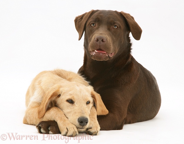 Yellow Labradoodle pup, Maddy, with Chocolate Labrador Retriever, Mocha, white background