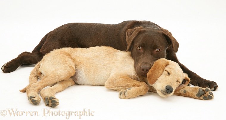 Yellow Labradoodle pup, Maddy, with Chocolate Labrador Retriever, Mocha, white background