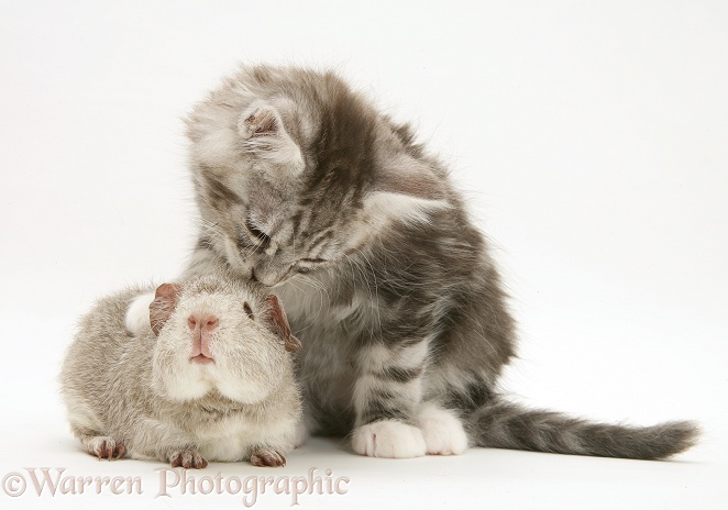 Silver Guinea pig with silver tabby Maine Coon kitten, 8 weeks old, white background