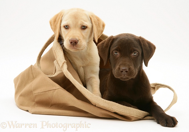 Chocolate and Yellow Retriever pups in a cloth bag, white background