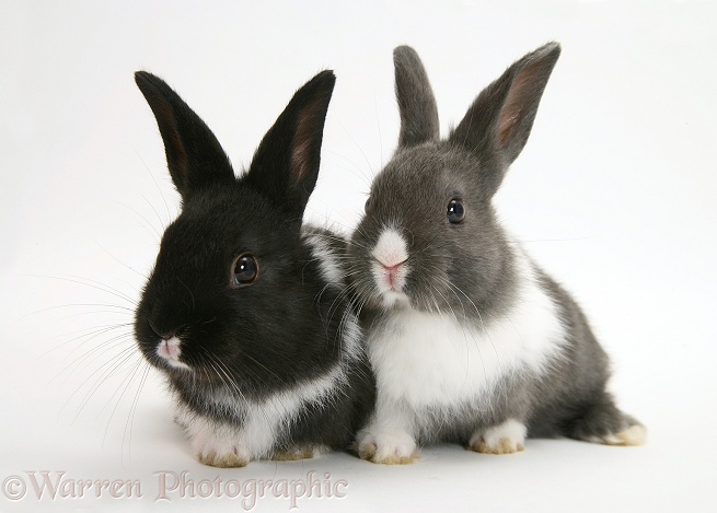 Baby Dutch-cross rabbits, white background
