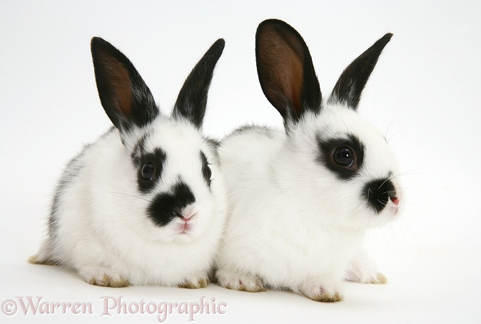 English Spotted rabbit babies, white background