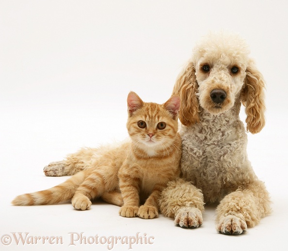 Apricot Poodle, Murphy, with ginger cat, white background