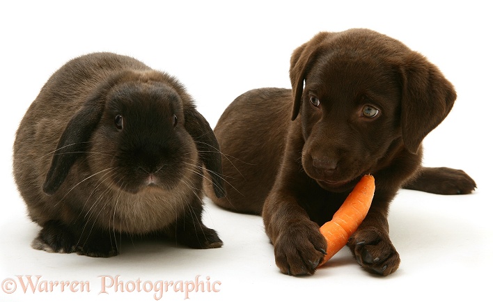 Chocolate Labrador Retriever pup with chocolate Lop rabbit. The Retriever has stolen the rabbit's carrot, white background