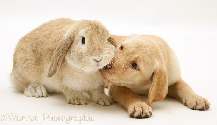 Yellow Retriever pup and Sandy Lop rabbit, white background