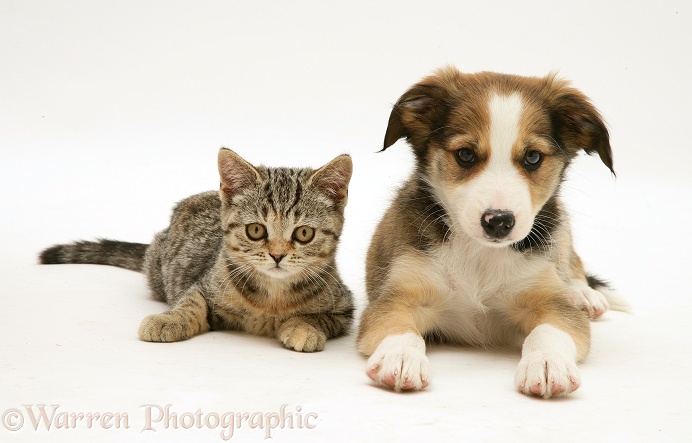 British Shorthair brown tabby kitten with Sable Border Collie pup lying down, white background