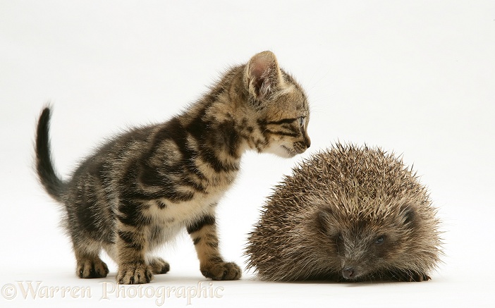 Tabby kitten inspecting a Hedgehog, white background