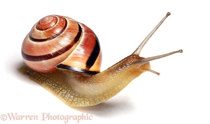 Brown-lipped Banded Snail (Cepaea nemoralis), white background