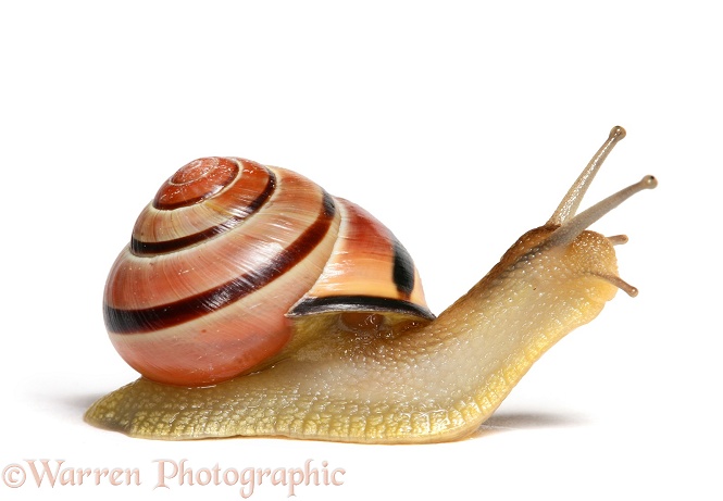 Brown-lipped Banded Snail (Cepaea nemoralis), white background